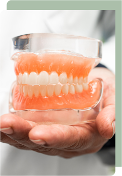 A dental professional holds a set of full dentures with pink gums and white teeth, displayed in a clear, acrylic model case.